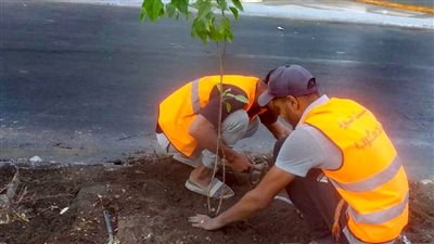 زراعة 120 شتلة ضمن المبادرة الرئاسية 100 مليون شجرة في الأقصر 