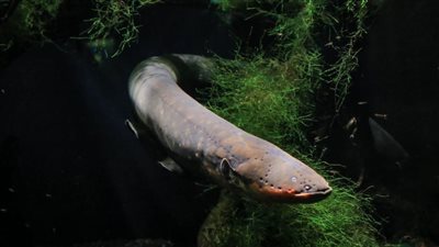 ثعبان البحر الكهربائي.. بطارية بيولوجية معقدة