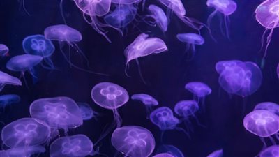 أقدم من الديناصور وأضعف من الريشة.. أغرب الحقائق عن قنديل البحر