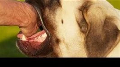 كلب يعقر 30 شخصا بمنطقة الحضرة في الإسكندرية 