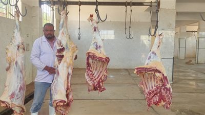 إعدام عجل بقري يزن 400 كجم غير صالحة للاستهلاك الآدمي بالأقصر 