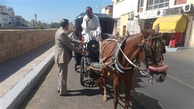 حملة لضبط عربات الحنطور المخالفة وغير المرخصة بالأقصر (صور) 