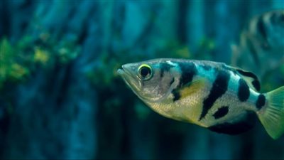 أحد عجائب المحيطات.. سمكة القوس التي تصطاد فرائسها بالبصق