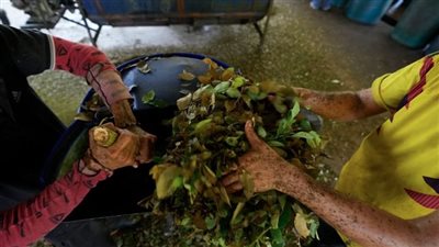 اكتشاف الكوكايين في أجساد أوروبية قبل 400 عام