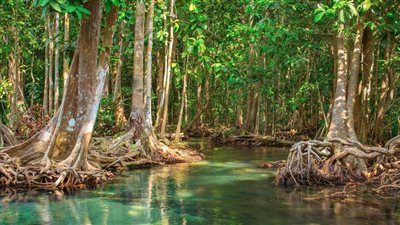 ما هي أشجار المانغروف التي تعيش على الماء دون جذور أرضية؟
