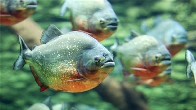 قصة مذهلة لتطور سمكة البيرانا.. هل تكون ديناصور في الأصل؟