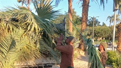 تزيين الأشجار وتلوين الجدران بطريق معابد الكرنك بالأقصر (صور)