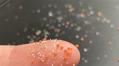 العلماء يحذرون.. الجسيمات البلاستيكية الدقيقة قد تدخل المخ بالنفس