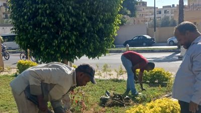 تزيين وزراعة الأشجار بالشوارع استعدادًا لاحتفالات نصر أكتوبر المجيد بالأقصر