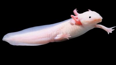 حيوانات مذهلة.. السمندل كلب الماء الذي لا يكبر