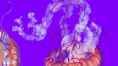 هل قنديل البحر حيوان مستنسخ بشكل طبيعي؟