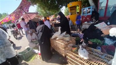«بيطرى الأقصر» تطلق حملة على الأسواق لرصد إنفلونزا الطيور (صور)