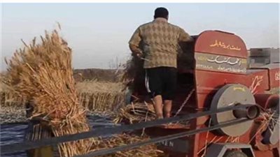 مصرع مزارع داخل ماكينة حصاد محصول القمح في الأقصر