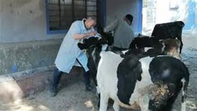 تنظيم قوافل بيطرية علاجية مجانية بمركزي المنيا والعدوة