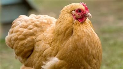 أيهما جاء أولًا.. البيض أم الدجاج؟