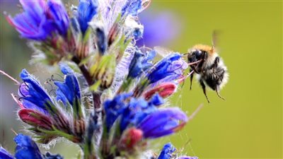 ما هو النحل المتوتر؟ وما وجه التشابه بينه وبين البشر؟