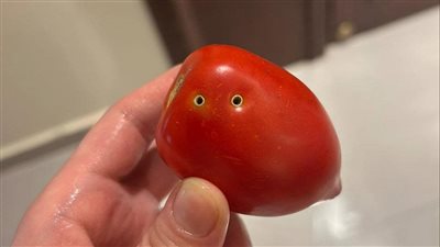  حقيقة إصابة الطماطم بـ «عضة الثعبان»