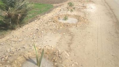 زراعة 100 شتلة متنوعة بمركزي مطاي وبني مزار ضمن المبادرة الرئاسية «بداية» 