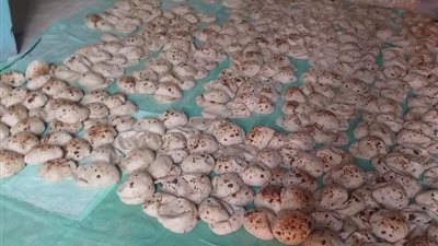 مخابز تستولي على أكثر من نصف مليون جنيه من أموال الدعم بالقليوبية