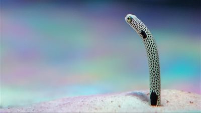 ما هو ثعبان الحديقة المرقط؟ وأين يعيش؟