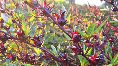 الأقصر بلون العنابي تزامنًا مع اقتراب موسم حصاد الكركدية