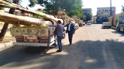 مدينة الأقصر: زراعة 50 نخلة ملوكي بالشوارع والميادين ضمن المبادرة الرئاسية