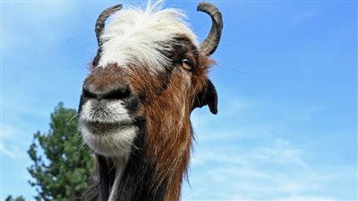 هل يعرف الذكاء الاصطناعي مشاعر الحيوانات ؟