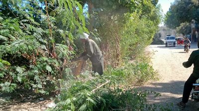 «مركز أرمنت» يواصل حملات قص وتهذيب الأشجار غرب الأقصر (صور)