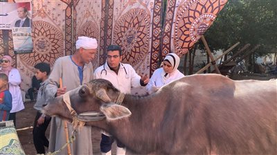 «مستقبل وطن» ينظم قافلة بيطرية شاملة بالمجان في الأقصر (صور)