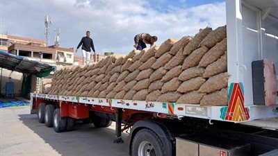 «الزراعة»: اتحاد مُنتجي ومصدري الحاصلات البستانية يسلم تقاوي البطاطس للمزارعين بـ69،5 ألف جنيه