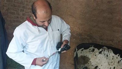 بدء الحملة القومية الثالثة للتحصين ضد الحمى القلاعية بالمنيا 