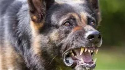 بينهم 8 أطفال.. كلب مسعور يعقر 9 أشخاص في أسيوط