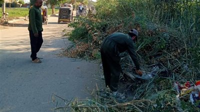 «مدينة أرمنت» تشن حملة قص وتهذيب الأشجار غرب الأقصر.. صور