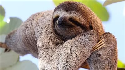 ما هي حمى الكسلان التي تثير الرعب في أوروبا وأمريكا؟