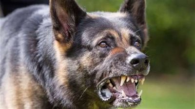 إصابة 20 شخصًا بإصابات متفرقة من ادعاء «عقر سلعوة» بملوي في المنيا