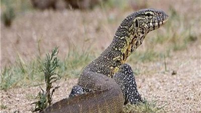 محافظة الجيزة تكشف تفاصيل العثور على حيوان زاحف في البراجيل