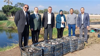 بزراعة مشتهر.. انطلاق موسم حصاد السمك البلطي (صور)