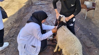 «بيطرى الأقصر» تنظم قافلة بيطرية للكشف على الحيوانات بمركز الطود (صور)