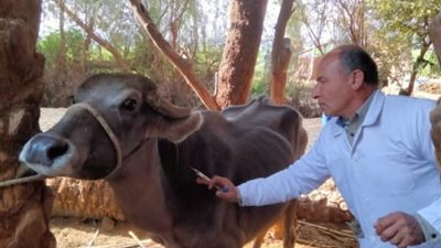 «بيطري المنيا»: تقديم 3413 خدمة مجانية خلال 11 قافلة وقائية وإرشادية