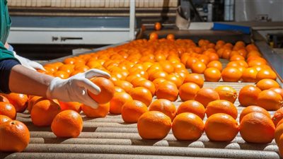 الحجر الزراعي: تفوقنا على إسبانيا في تصدير البرتقال ونورد لمعظم دول العالم 