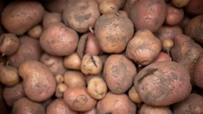 علماء يطورون نوع جديد من البطاطس يمكنه تحمل موجات الحر