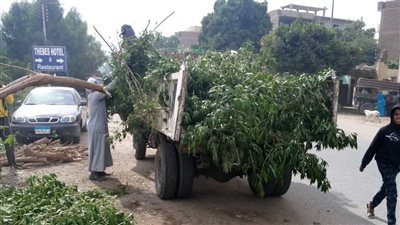 «مدينة القرنة» تشن حملة لتقليم الأشجار ورفع المخلفات في الأقصر (صور)