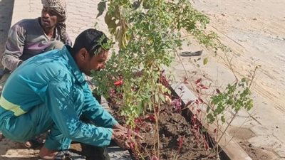 زراعة 2000 شجرة وشتلة بشوارع الأقصر ضمن المبادرة الرئاسية (صور) 