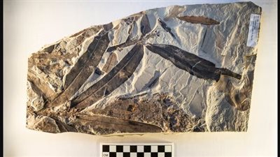 اكتشاف أحفورة فريدة نباتات غريبة مزهرة لا تشبه أي نوع معروف الآن