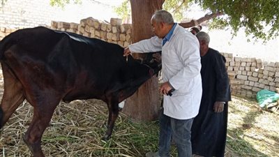 «بيطري المنيا»: تحصين 188 ألف رأس ماشية ضد الحمى القلاعية
