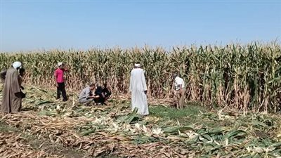 «زراعة الأقصر» تستعرض أهم فعالياتها وأنشطتها خلال عام 2024