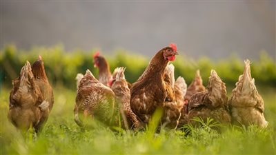 هل ينتشر انفلونزا الطيور من جديد؟