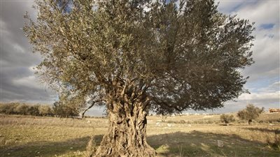 بالسرقة والحرق.. إسرائيل تستهدف اشجار الزيتون اللبنانية