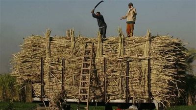 «مدينة أرمنت» تنهي أزمة مقطورات قصب السكر غرب الأقصر (صور)