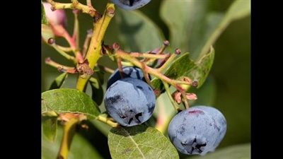 فطر غامض ينتشر حول العالم يهدد العنب الأسود